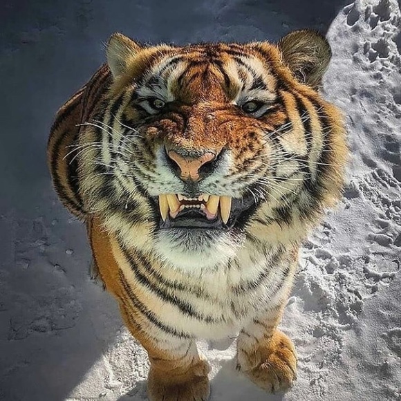 Meet your Posher, Tristian - Picture 1 of 1